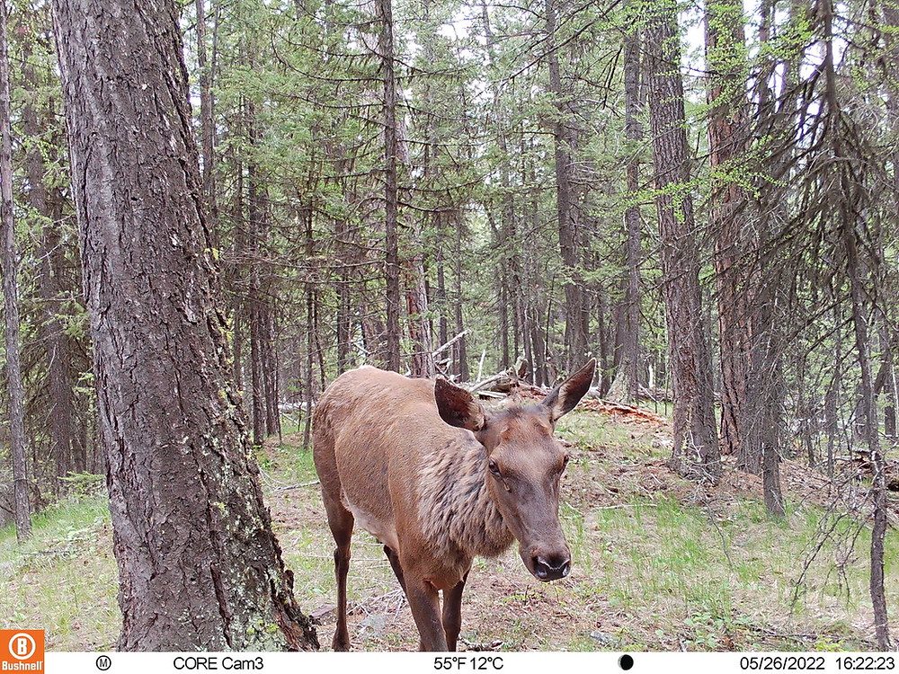 An elk walks through the forest