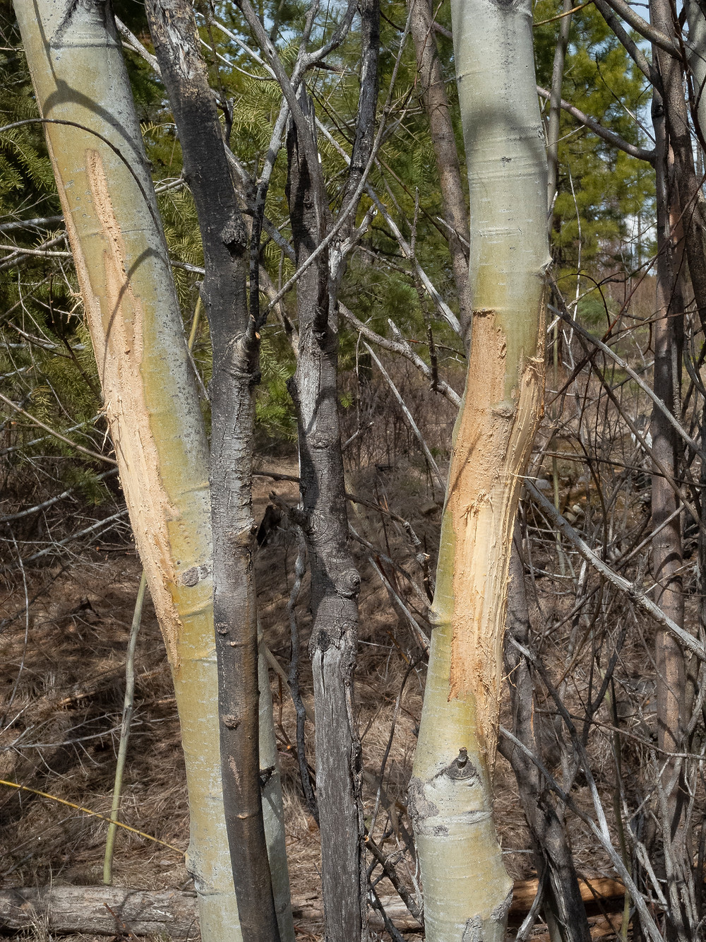Two aspen tree with bark scraped off, apparently by an elk