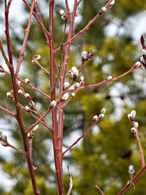 Pussy willows emerge on red-barked twigs in a close-up shot