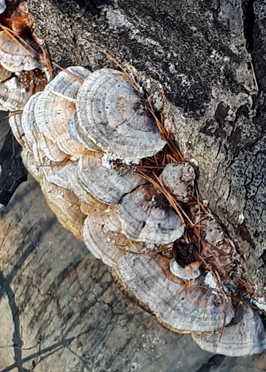 Lichens grow on a tree