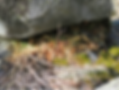 A pika stash under a rock