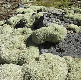 lichens1.JPG