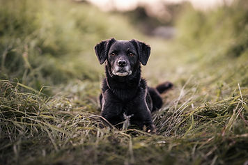 Logan, Hund, Hundeschule, Reutlinger Hundeschule, Welpenschule, Junghundeschule, Social Walk, Einzelstunde, Hundeschule Reutlingen