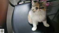 ต๊อกแต๊ก