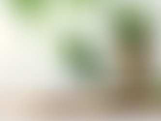 Elegance in the Shadows: Low Light Plants for a Stylish Home