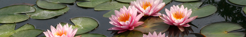 Websiteabout (1).png