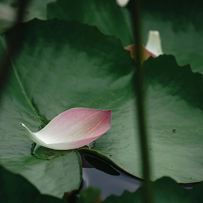 A serene lotus petal resting on a vibrant green leaf, symbolizing emotional flow and somatic stability at Crystal Moon Lotus 
