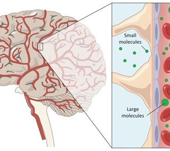 NP-C Corner: Unpacking the Blood-Brain Barrier – A Key to NPC Treatment