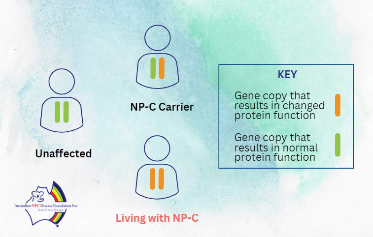 Results of gene carrying NP-C
