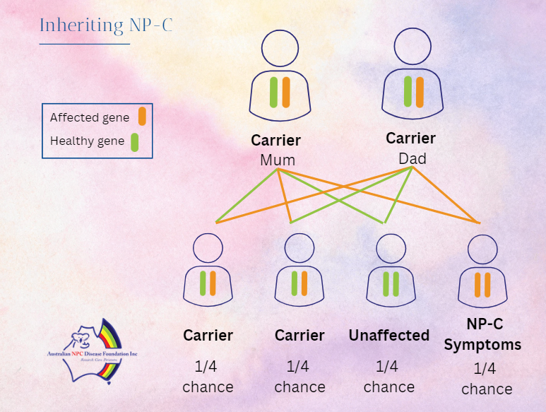 NP-C inheritance graph