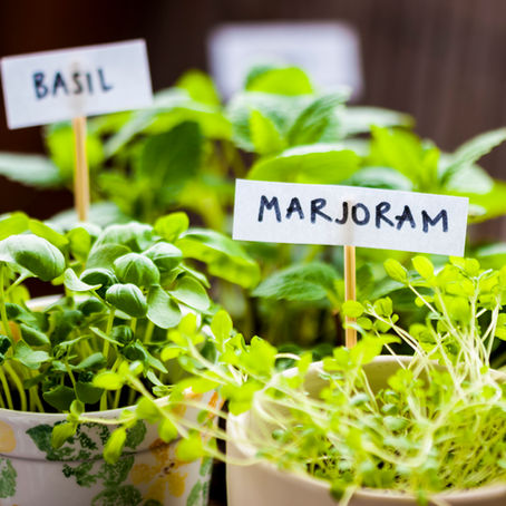 Uplift Your Mood by Growing a Kitchen Herb Garden