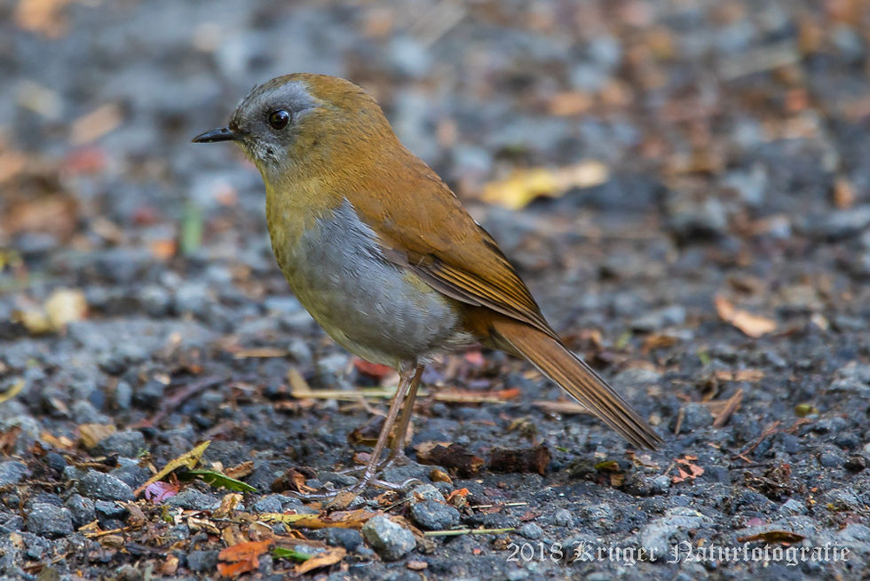 Black-billed Nightingale-Thrush