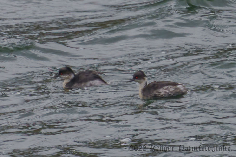Silvery Grebe