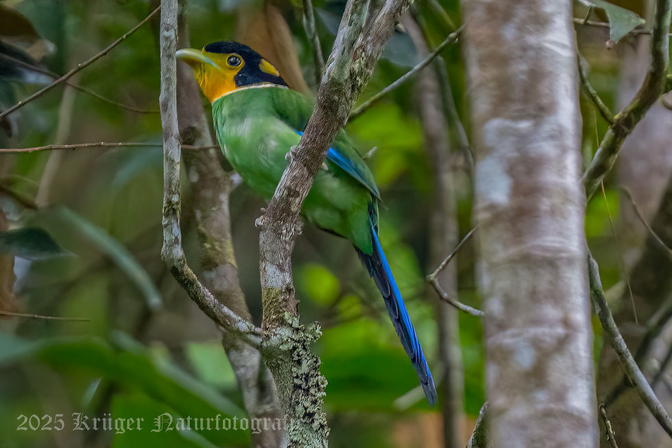 Long-tailed Broadbill