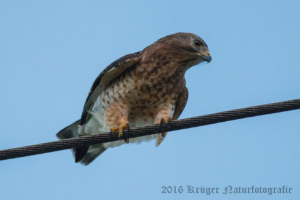 Broad-winged Hawk