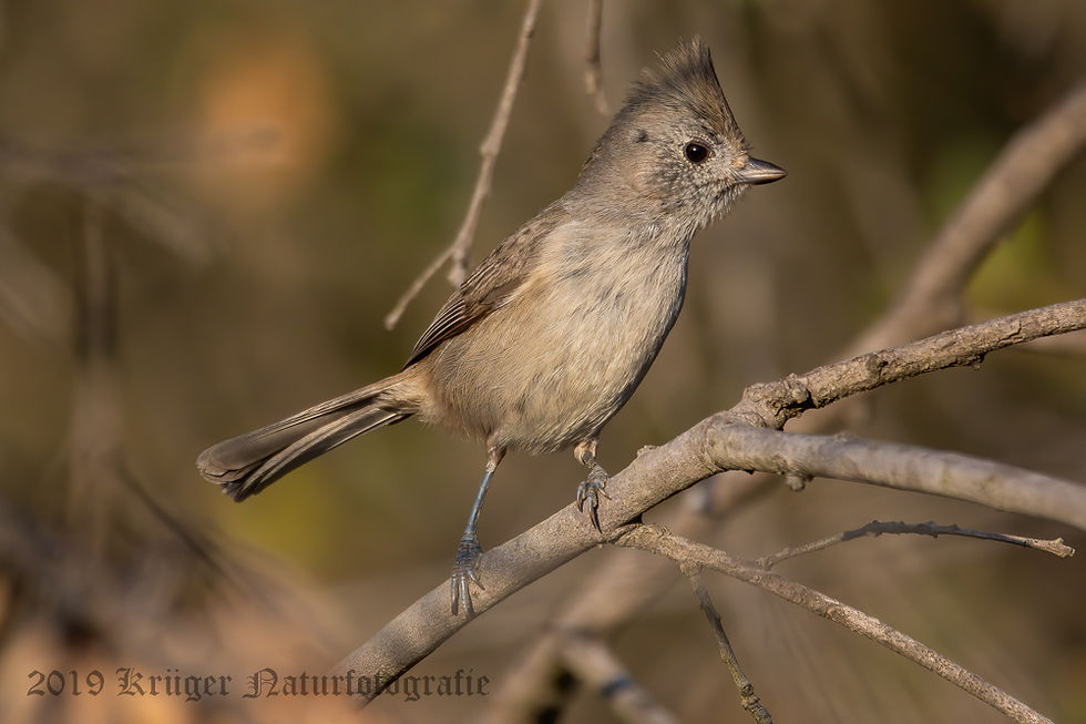 Oak Titmouse