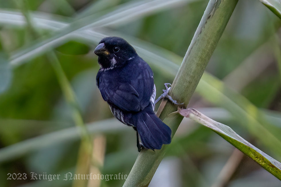 Variable Seedeater