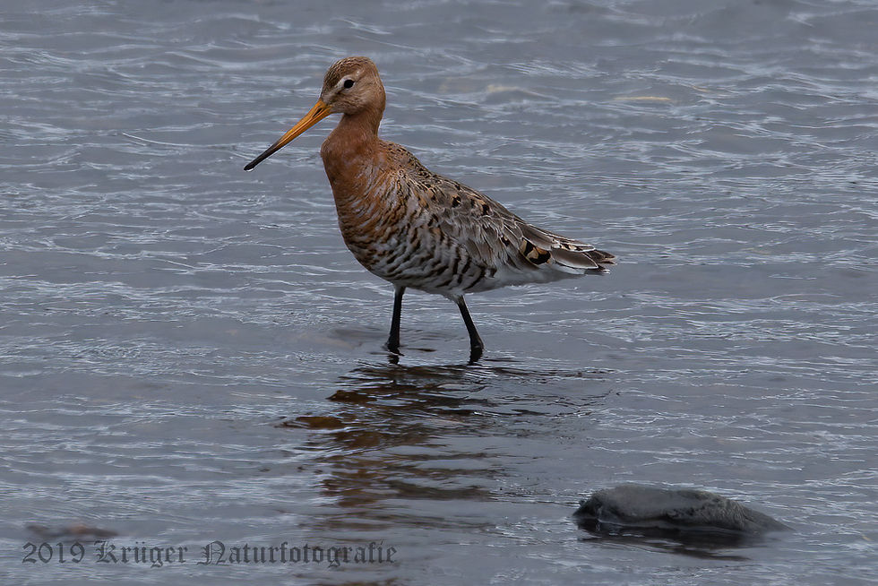 Black-tailed Godwit