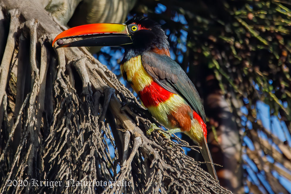 Fiery-billed Aracari