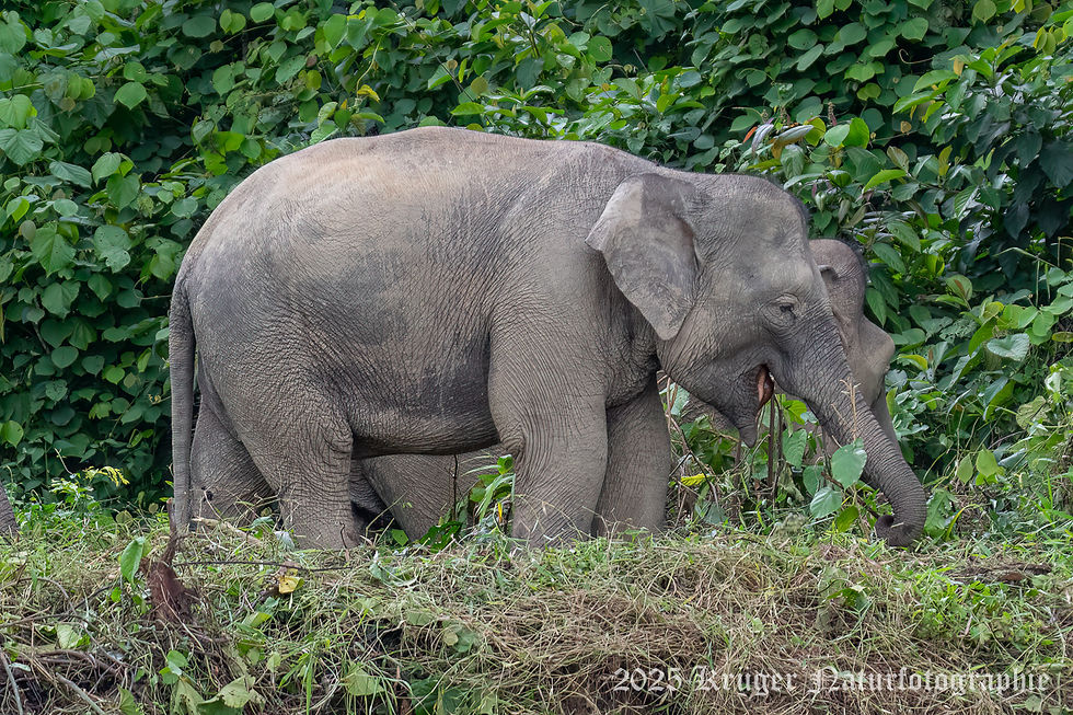 Borneo Pygmy Elephant
