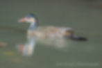 Grebes