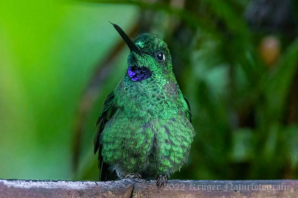 Green-crowned Brilliant