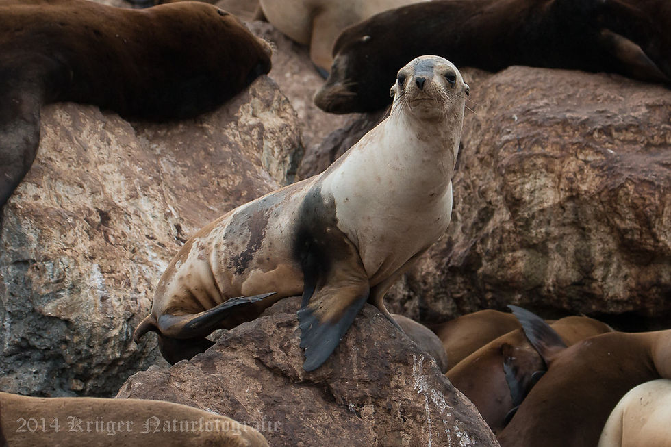 California Sea Lion