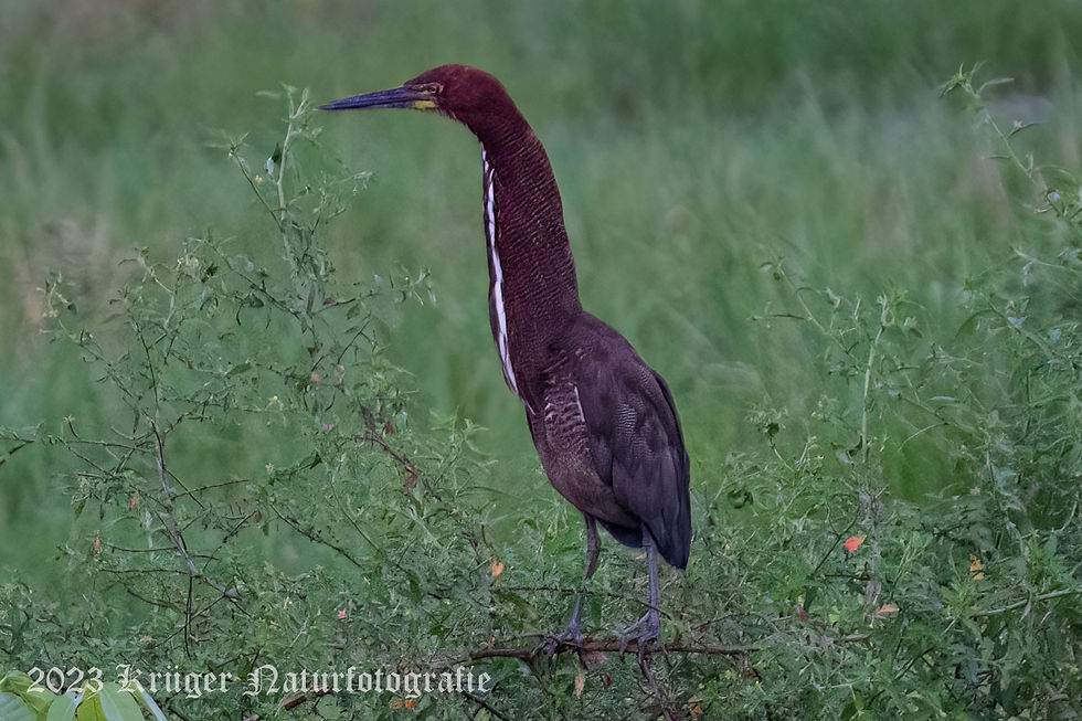 Rufescent Tiger-Heron