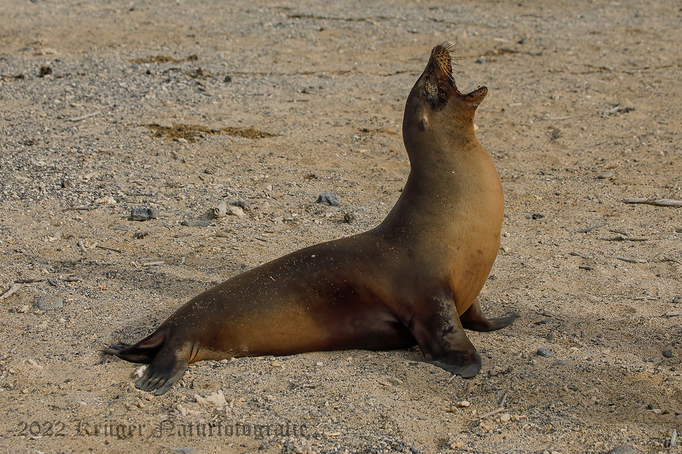 Galapagos Sea Lion