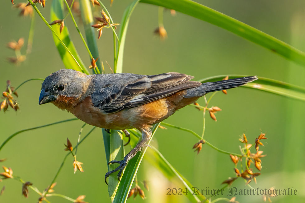 Ruddy-breasted Seedeater