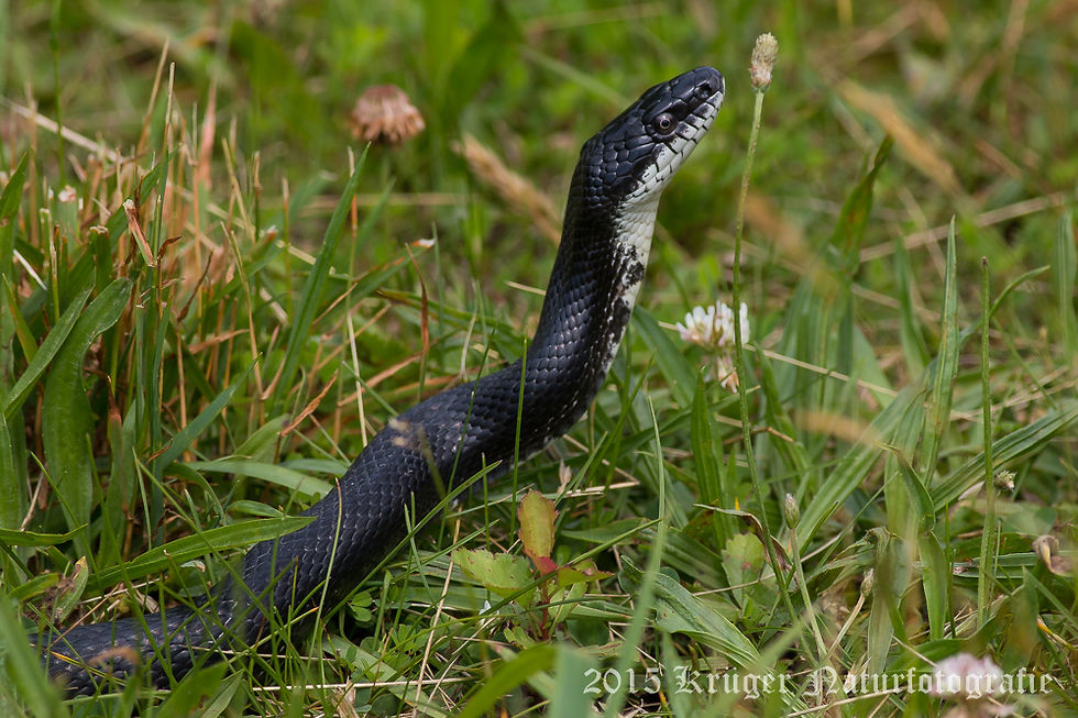 Eastern Rat Snake