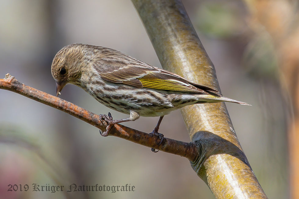 Pine Siskin