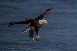 Series 2 - Bald Eagle-4227