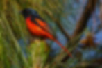 Scarlet Minivet