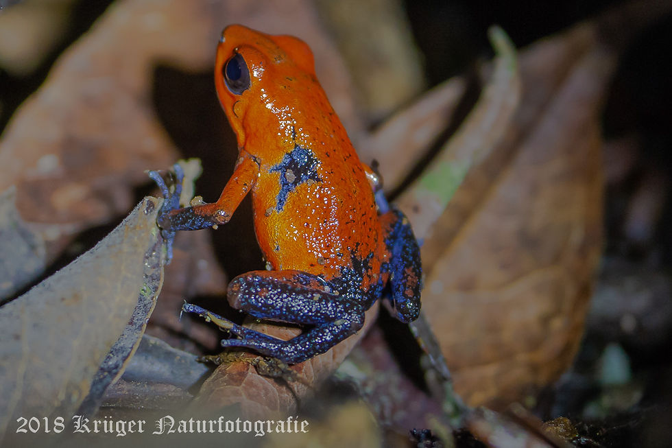 Strawberry Poison Dart Frog