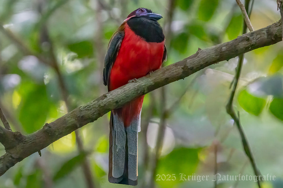 Diard's Trogon