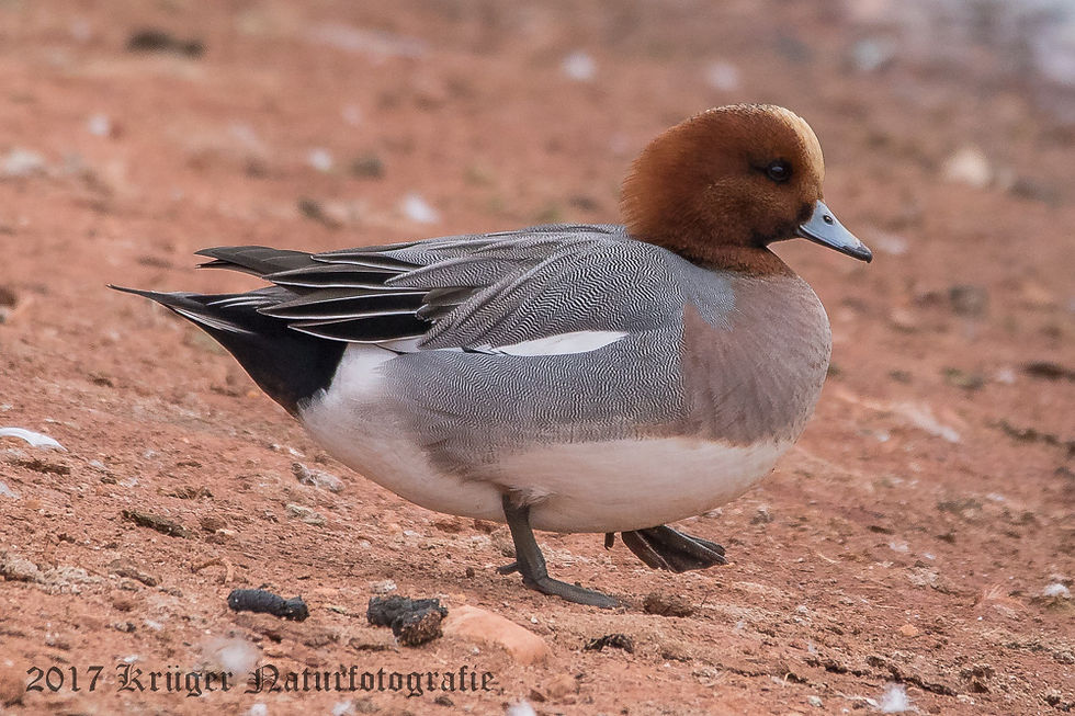 Eurasian Wigeon