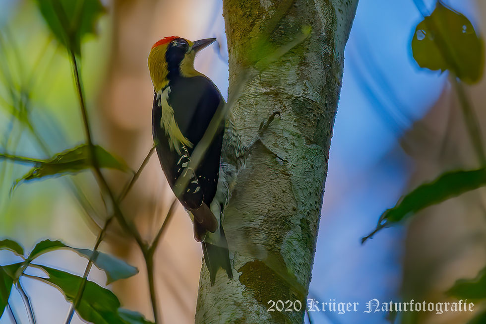 Golden-naped Woodpecker-3256