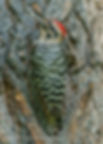 Ladder-backed Woodpecker