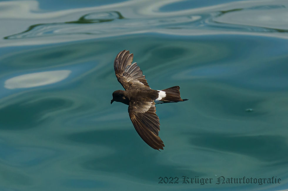 White-vented Storm Petrel