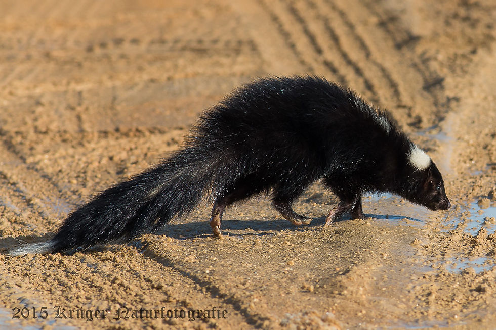 Striped Skunk