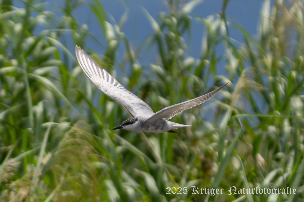 Whiskered Tern
