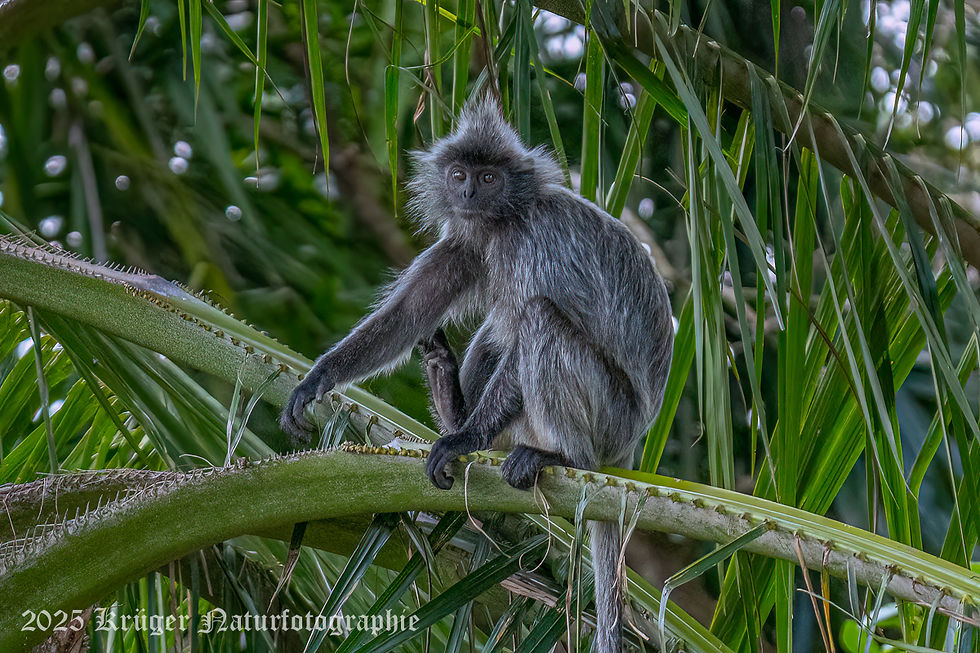 Silvered Leaf Monkey