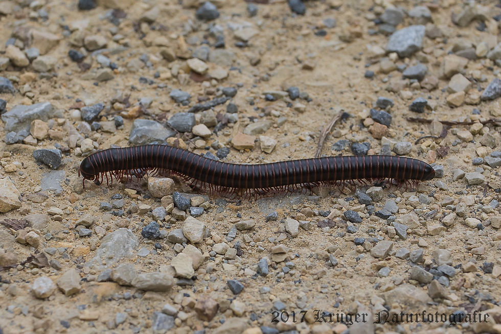 Miscellaneous Creatures