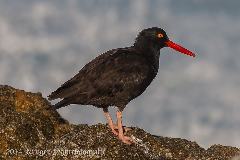 Black Oystercatcher