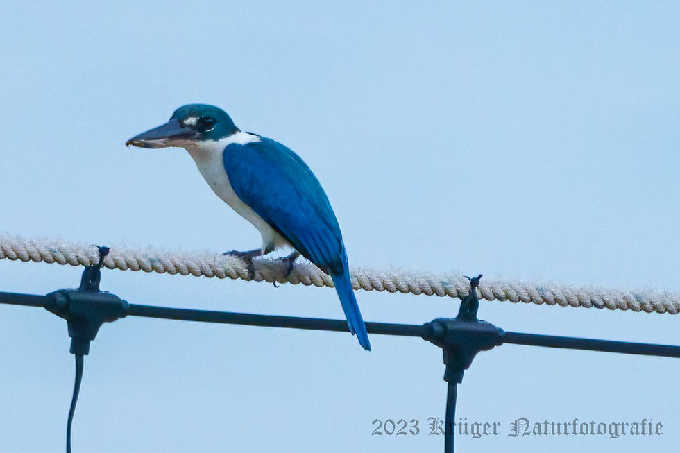 Collared Kingfisher