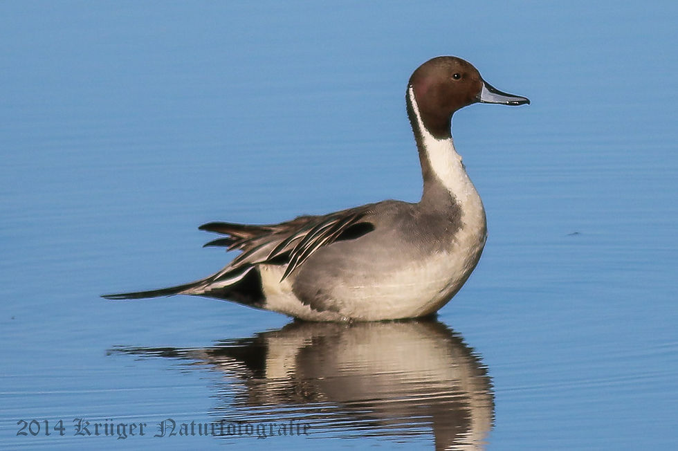 Pintails