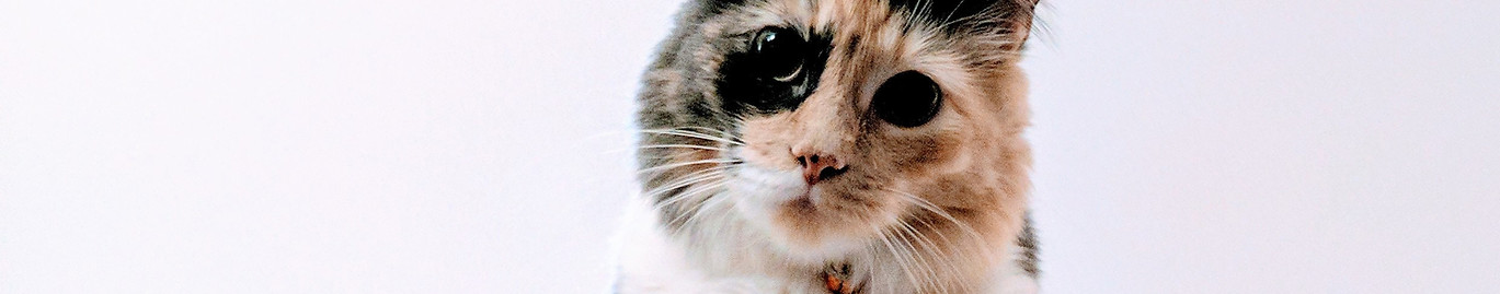 Tricolor Cat Portrait