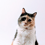 Chat multicolore