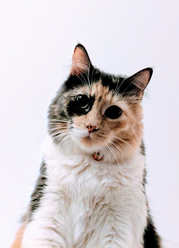 Multi-Colored Cat